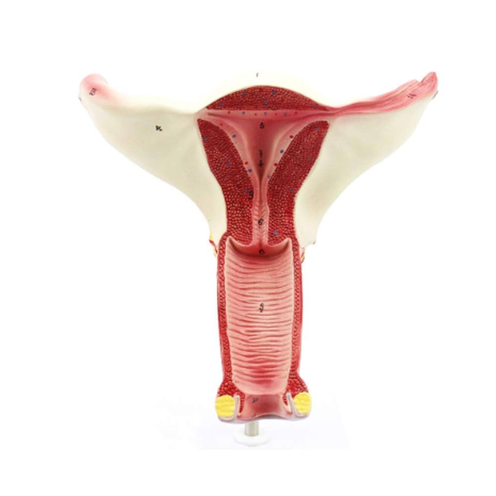 Amazon.co.jp: 女性の子宮モデル卵巣の卵管モデル女性の生殖